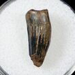 Cretaceous Crocodilian Tooth - Judith River #17663-1